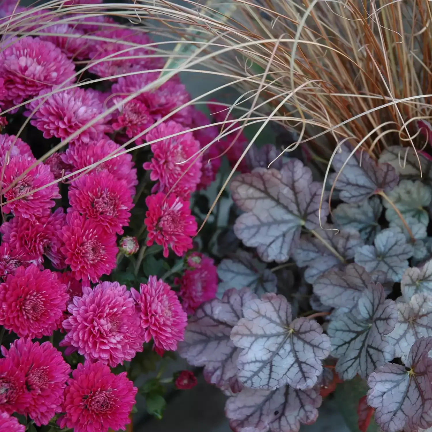 20 Stunning Fall Container Ideas to Transform Your Outdoor Space 12 Mums, Coral Bells, and Ornamental Grass