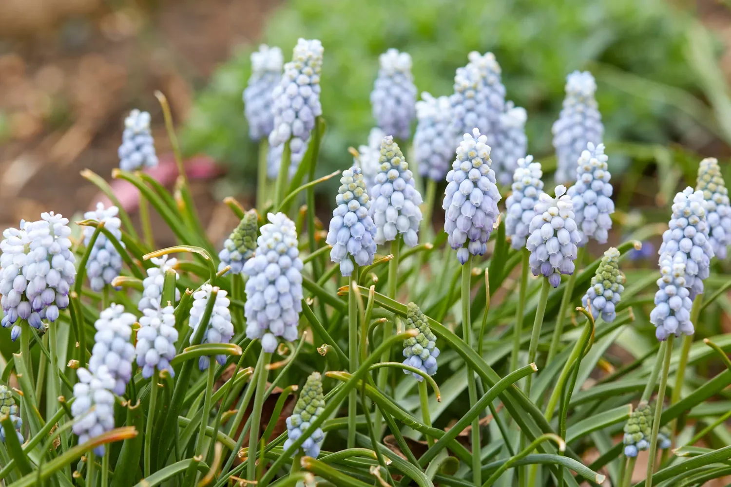 12 Spring Bulb Garden Ideas That Will Transform Your Outdoor Space This Year Muscari (Grape Hyacinth)