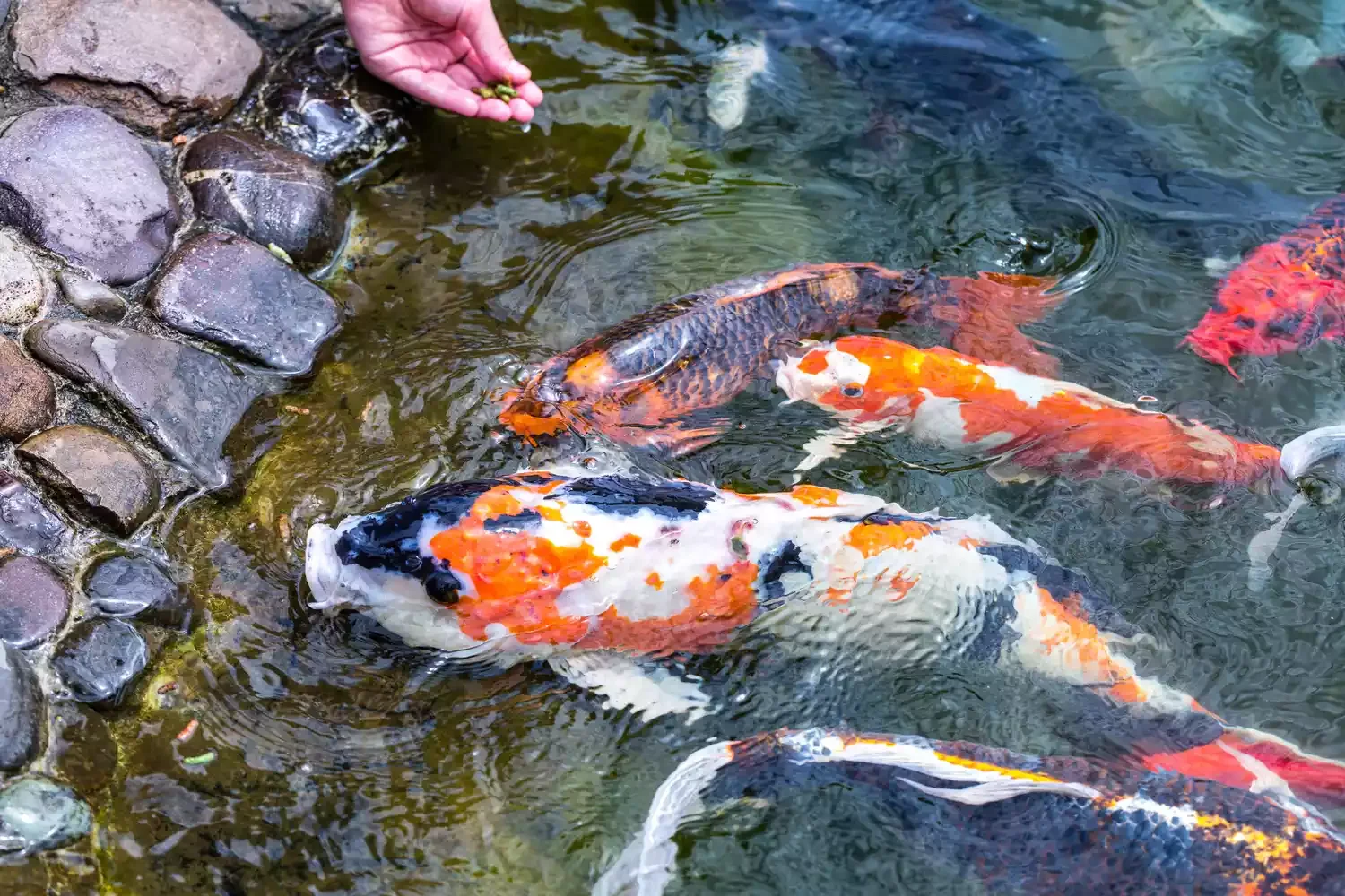 24 Beautiful Koi Pond Designs to Transform Your Outdoor Space Natural Bottom Koi Pond