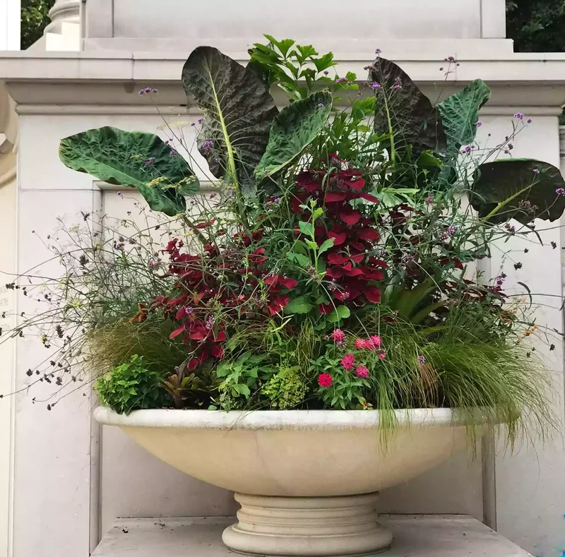 Off-Center Focal Plants