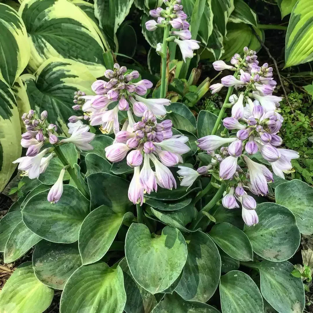14 Stunning Hosta Garden Ideas That Will Transform Your Outdoor Space Or Try Smaller Varieties