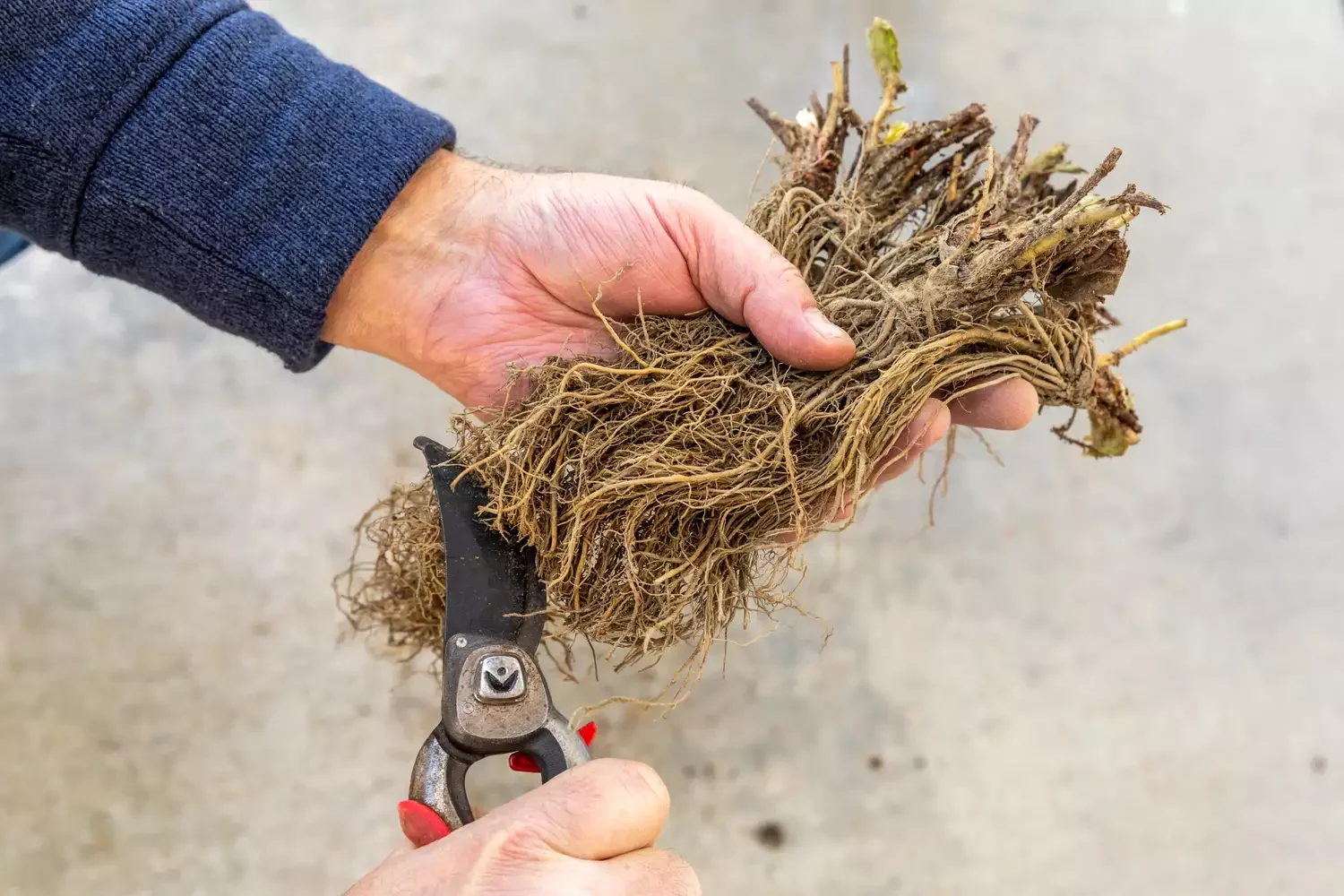 22 Cold-Season Garden Projects That Will Transform Your Outdoor Space This Winter 3 Order Bare Root Plants, Too