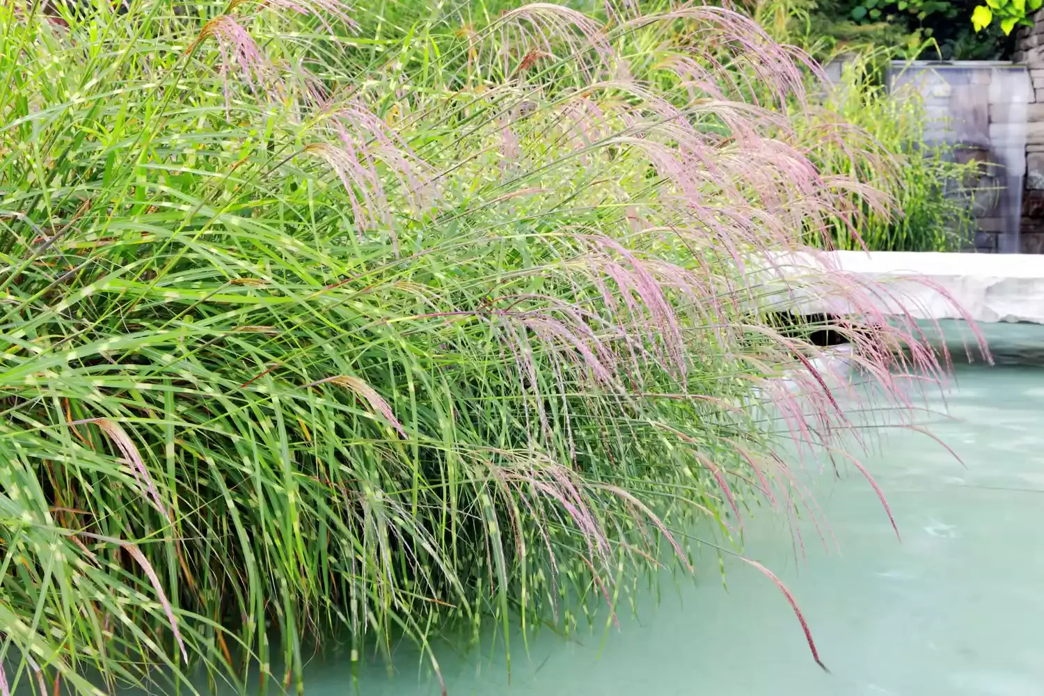 16 Pool Landscaping Ideas That Transform Your Area Ornamental Grasses