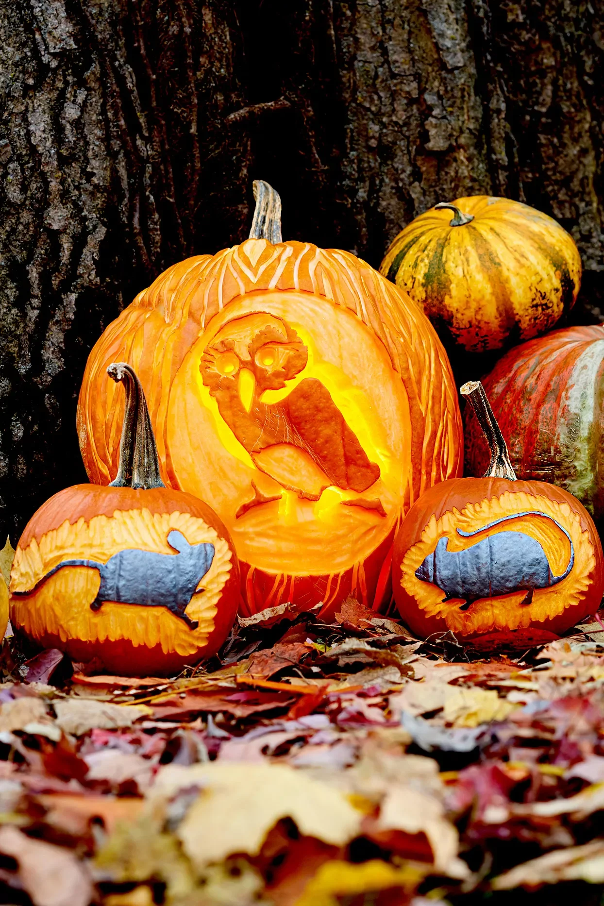 65 Free Pumpkin Carving Templates to Transform Your Porch 65 Owl Stencil