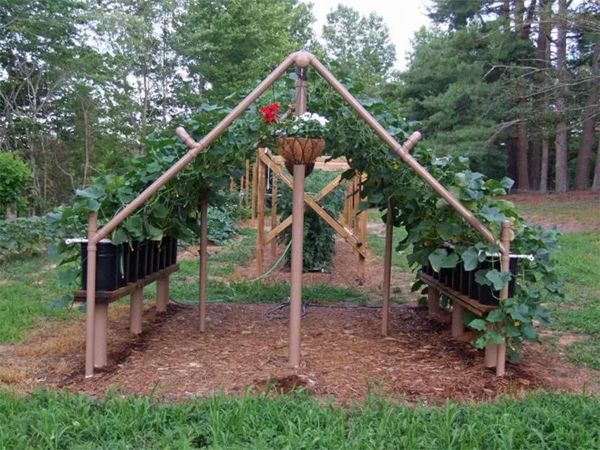 PVC Pipe Cucumber Trellis