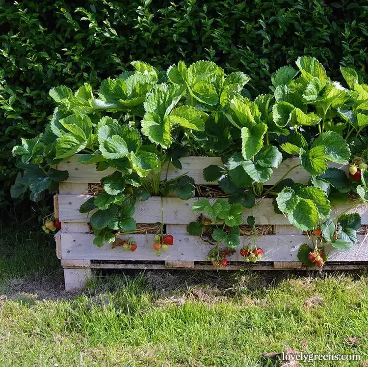Pallet Planter