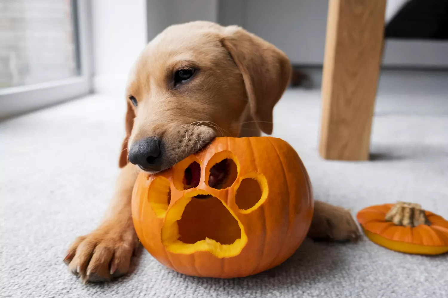 77 Creative Pumpkin Carving Ideas That'll Transform Your Fall Decorating Game 69 Paw Print Pumpkin