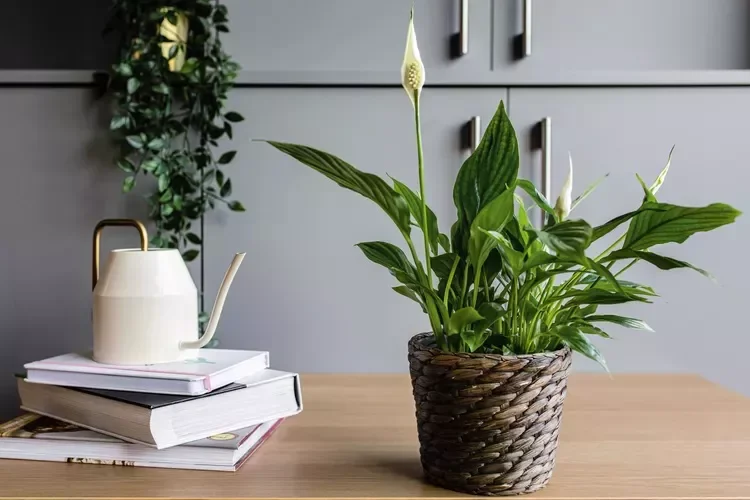 30 Beautiful Indoor Plants That Will Transform Your Home Into a Green Paradise 3 Peace Lily