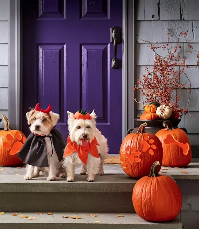 31 Spooky Halloween Front Porch Decorating Ideas for Fall 7 Pet-Theme Porch