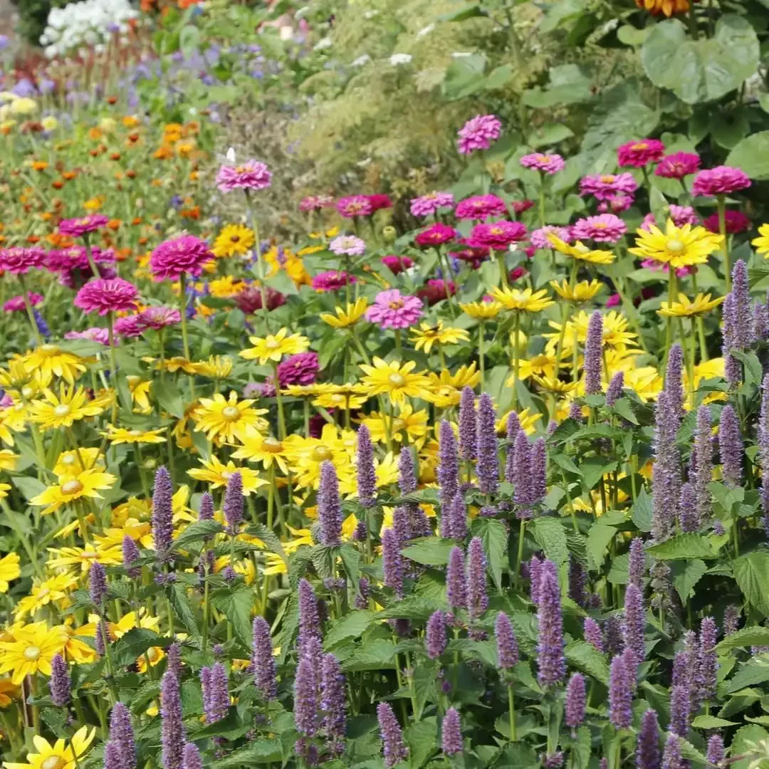 15 Stunning Wildflower Garden Designs to Transform Your Backyard Into a Natural Paradise Pick a Wild Color Palette