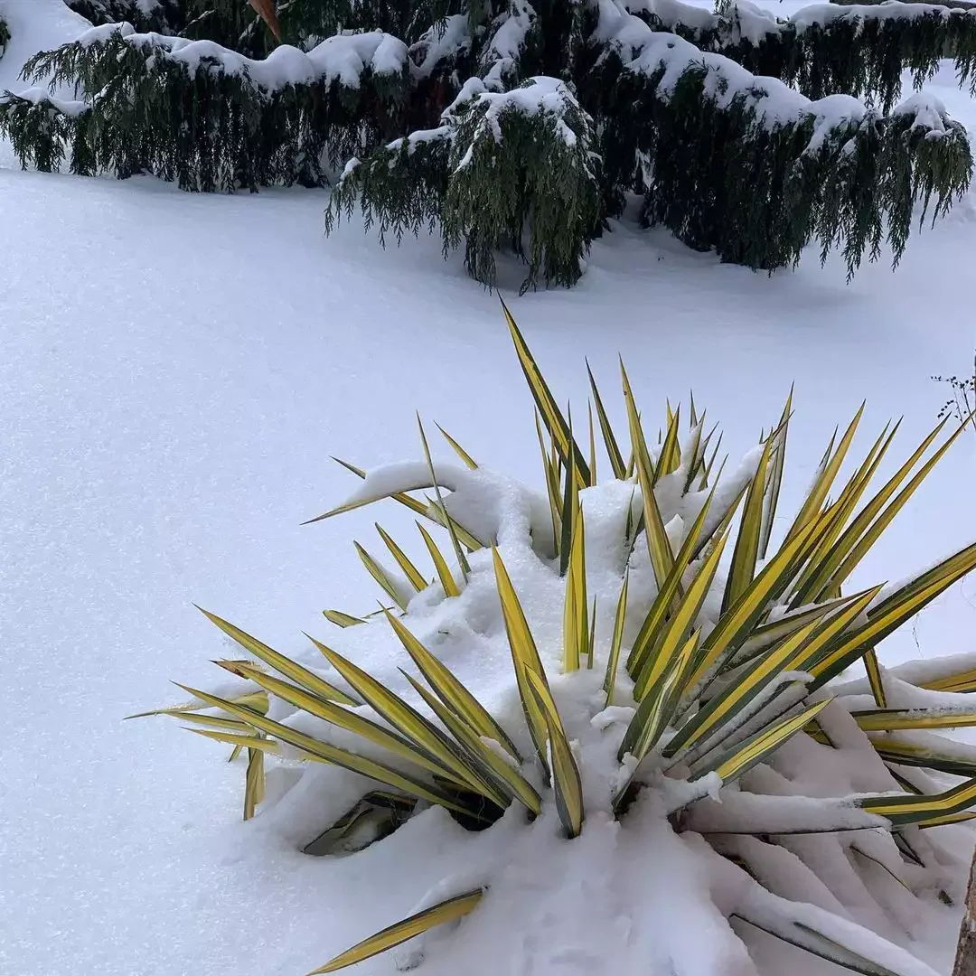 Place Plants for Winter Interest