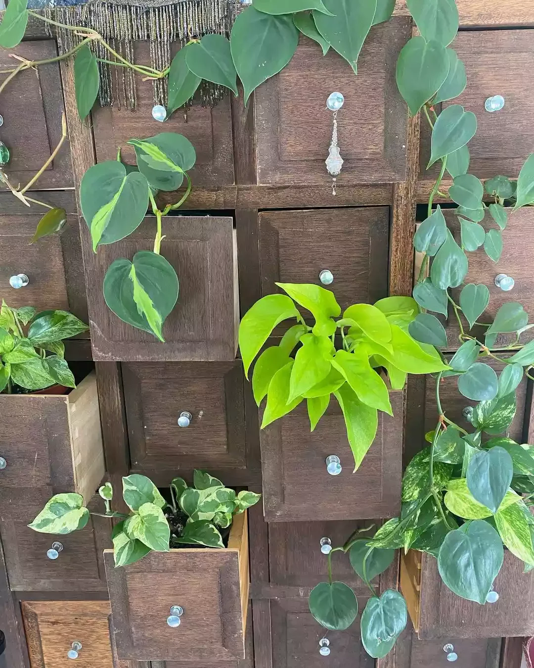 15 Indoor Plant Room Ideas to Create Your Personal Green Paradise 8 Places for Pothos and Philodendron