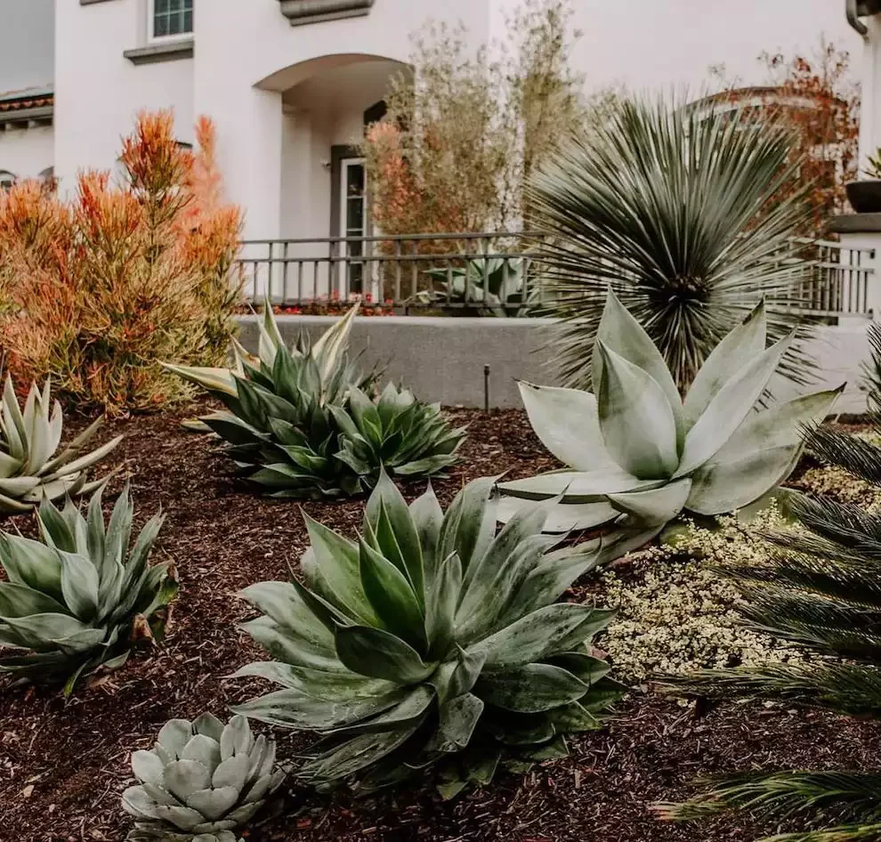 25 Breathtaking Desert Landscaping Ideas That Thrive in Hot Climates Plant Agaves
