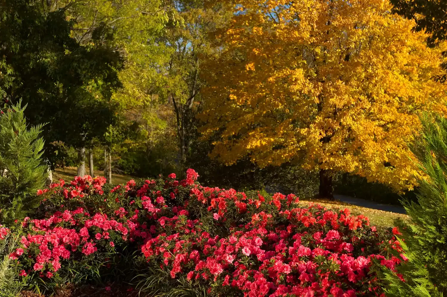 30 Stunning Fall Decor Ideas to Transform Your Outdoor Space Into an Autumn Paradise 3 Plant Azaleas for a Pop of Color