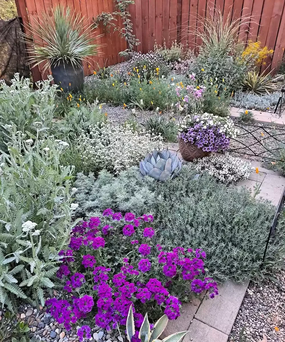 25 Breathtaking Desert Landscaping Ideas That Thrive in Hot Climates Plant Closely to Save Water