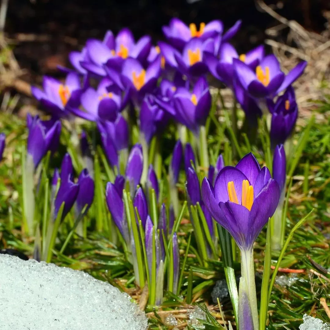 35 Enchanting Cottage Garden Ideas That Transform Your Outdoor Space Into a Magical Retreat Plant Crocuses for Early Spring Blooms