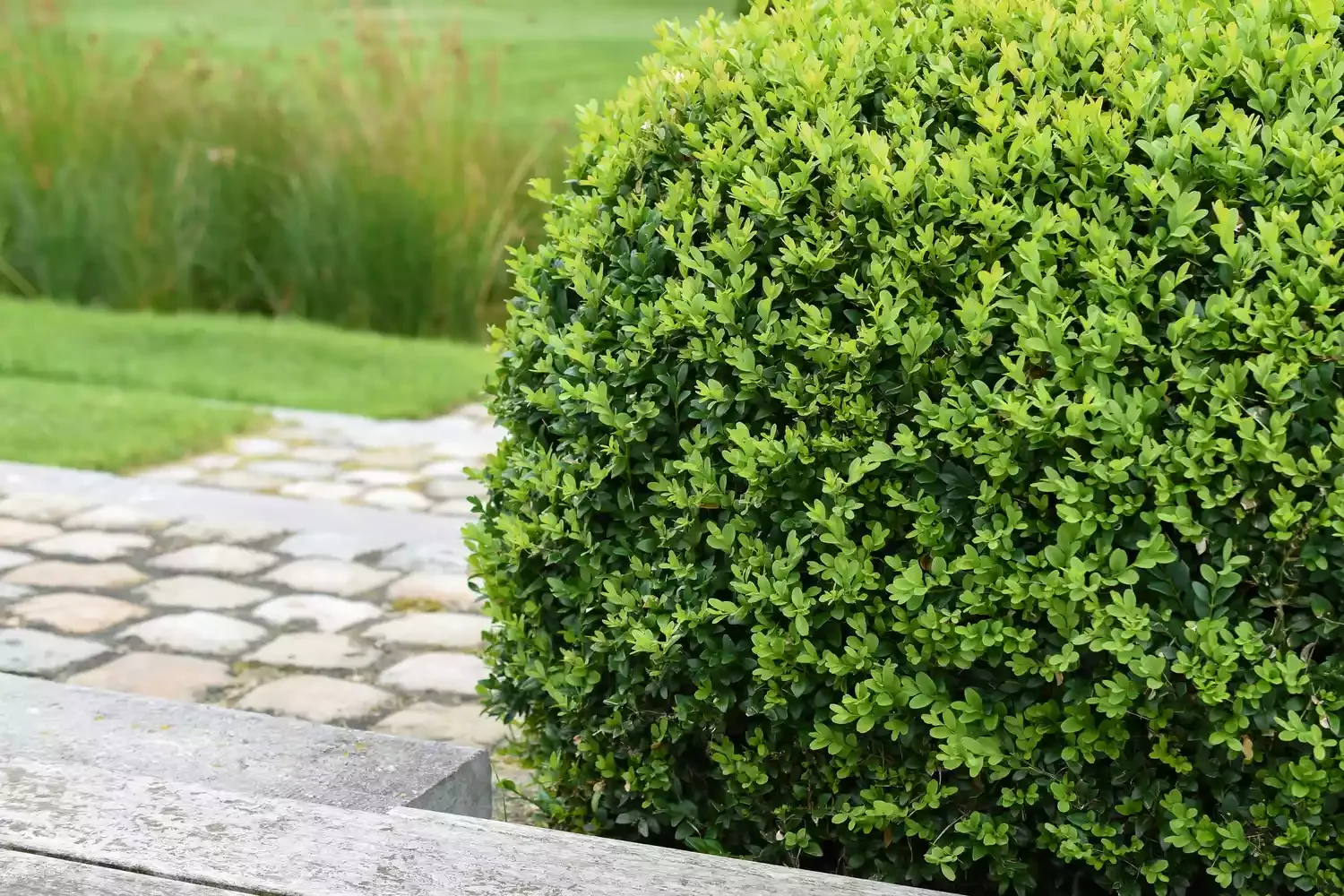 Plant Formal Hedges
