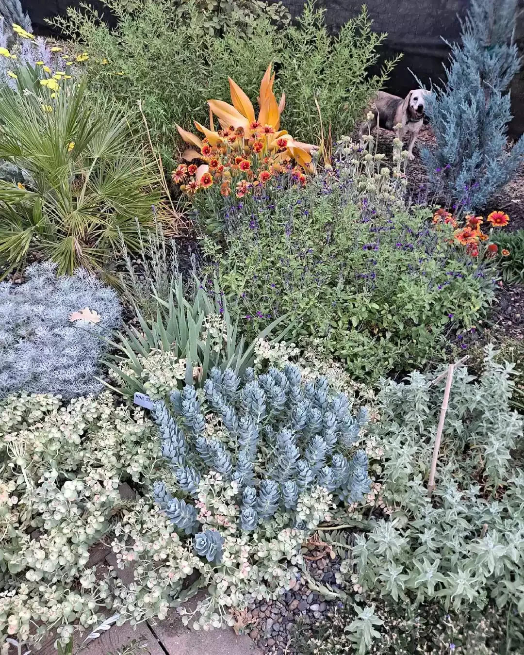 25 Breathtaking Desert Landscaping Ideas That Thrive in Hot Climates Plant Mediterranean Flowers