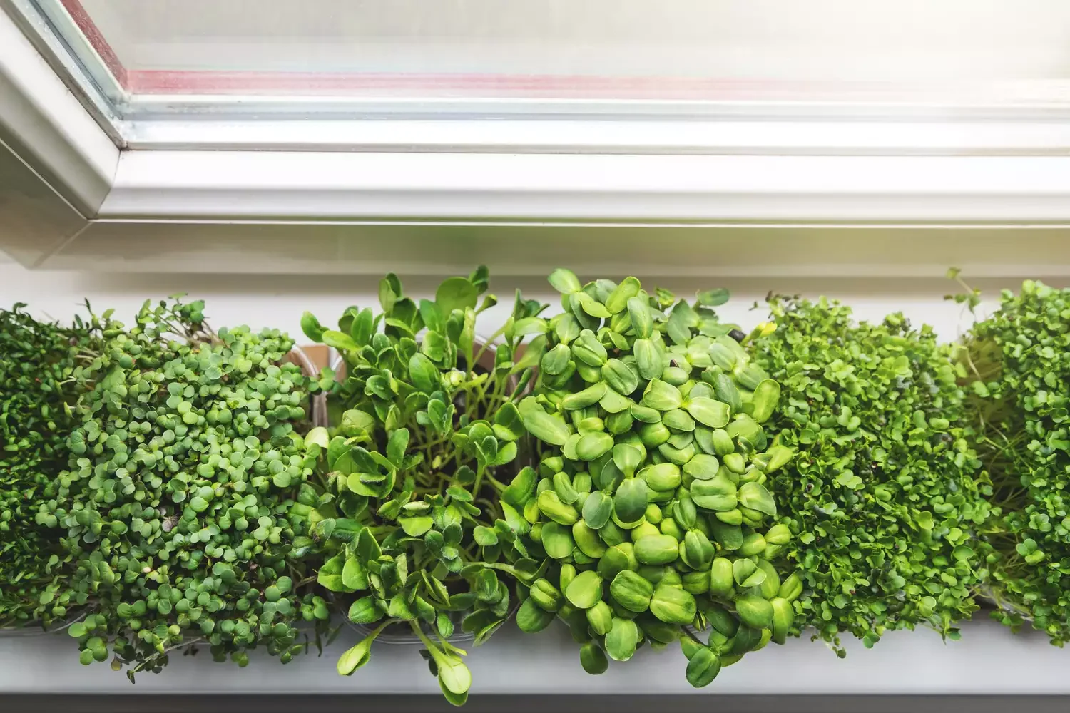22 Cold-Season Garden Projects That Will Transform Your Outdoor Space This Winter 19 Plant Microgreens
