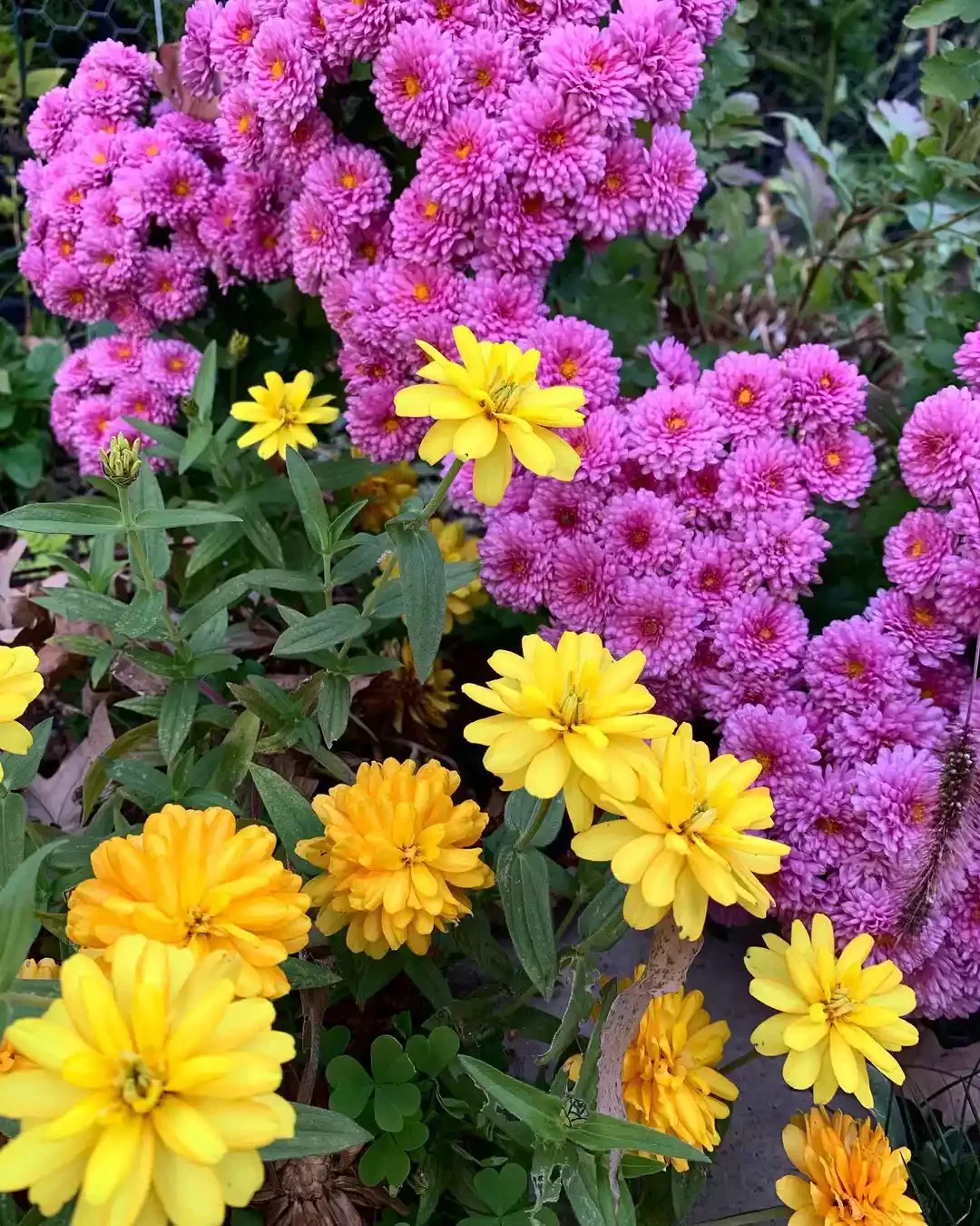 13 Effortless Garden Border Ideas That'll Transform Your Outdoor Space Plant Perennial Mums