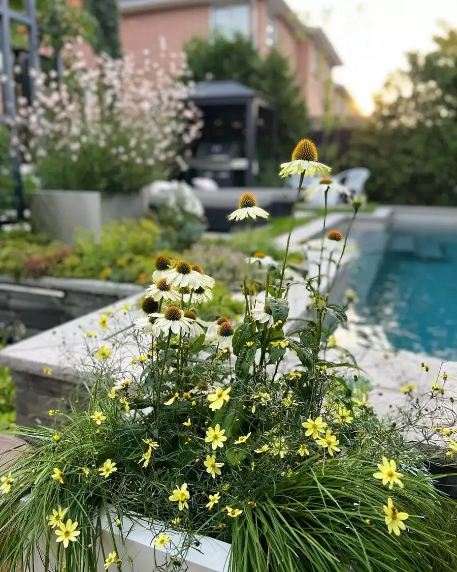 Plant Pollinators