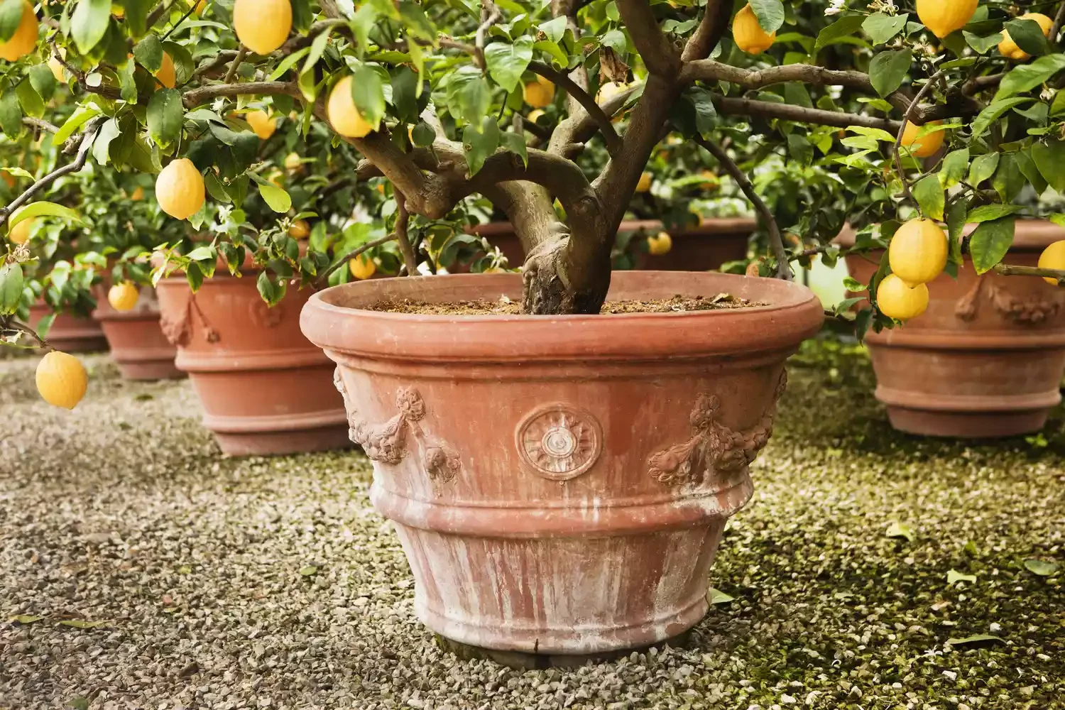 Plant Potted Fruit Trees