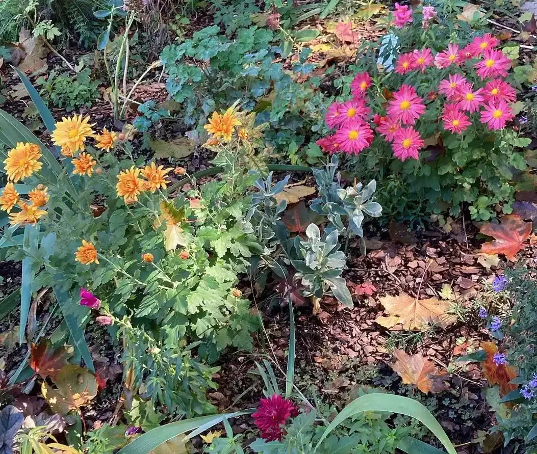 37 Stunning Flower Bed Designs That Will Transform Your Garden Plant Those Mums