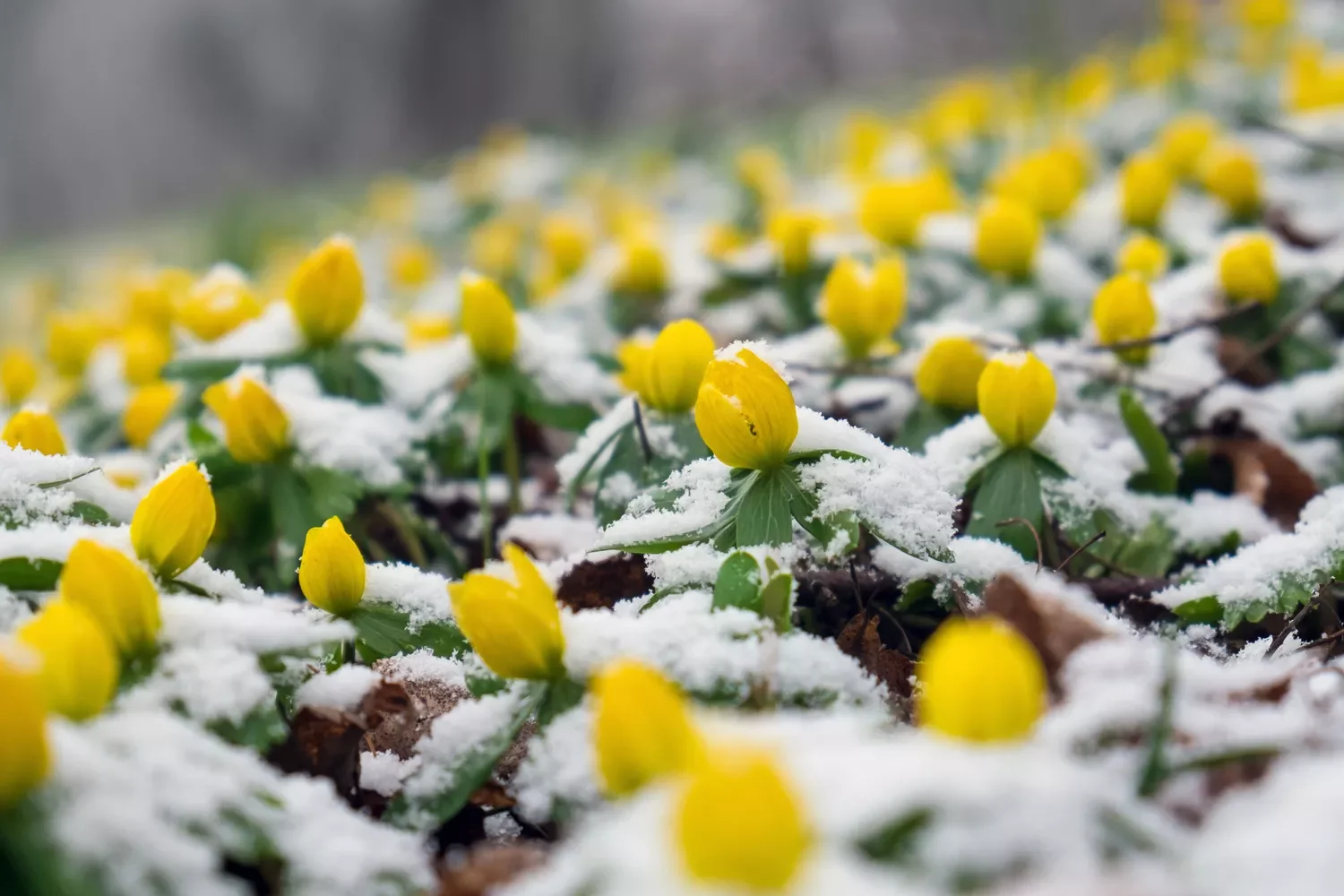 12 Winter Landscape Design Ideas That Keep Your Outdoor Space Colorful and Cozy Plant Winter-Hardy Flowers