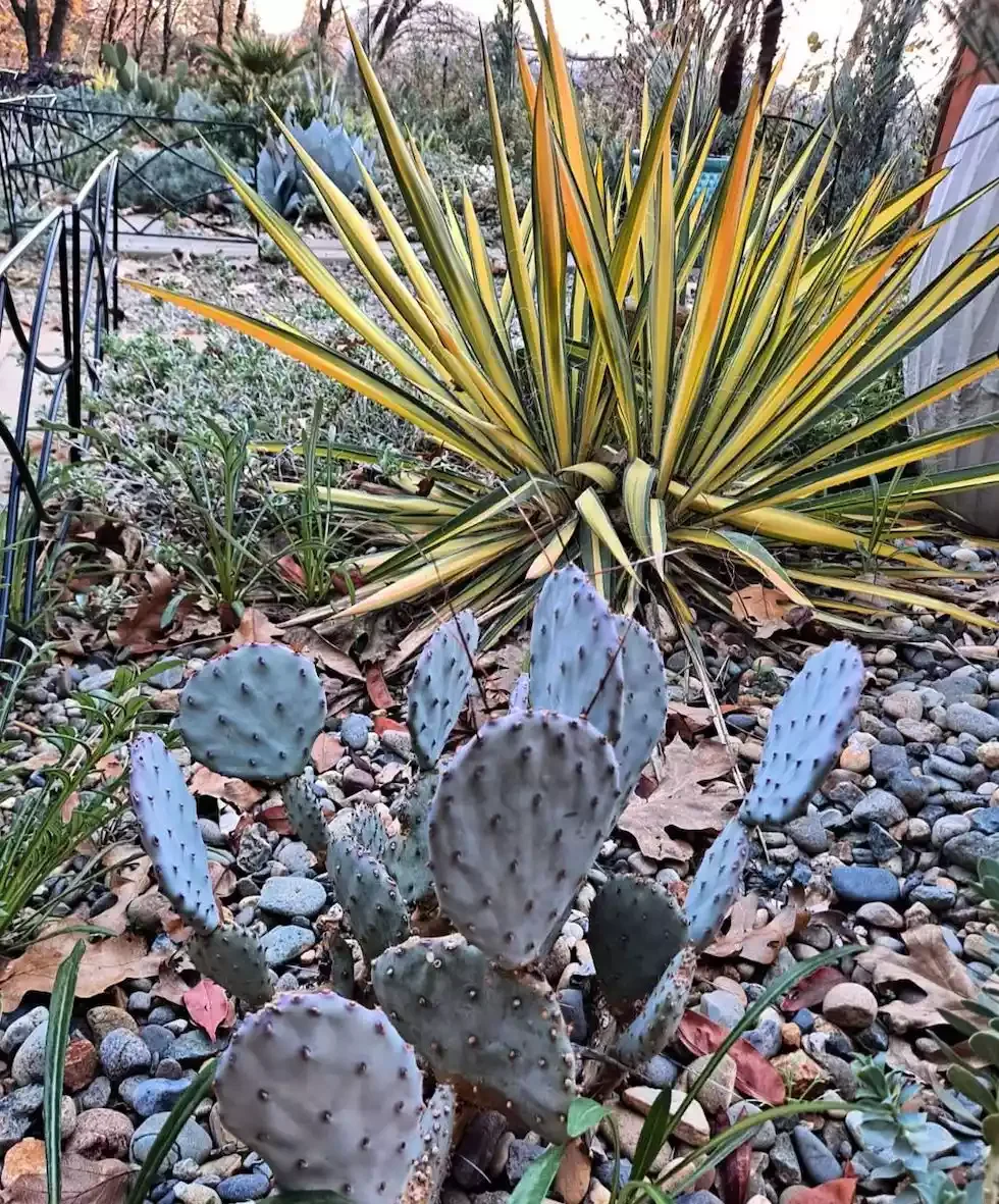 25 Breathtaking Desert Landscaping Ideas That Thrive in Hot Climates Plant Yucca