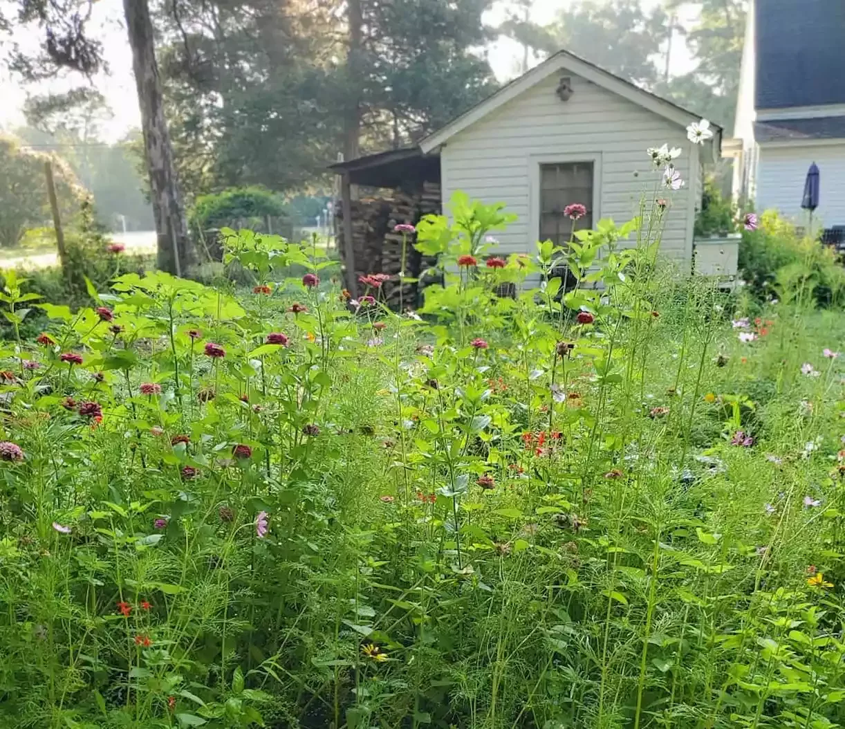 15 Stunning Wildflower Garden Designs to Transform Your Backyard Into a Natural Paradise Plant a Backyard Bee Paradise