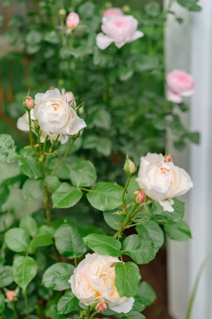 35 Enchanting Cottage Garden Ideas That Transform Your Outdoor Space Into a Magical Retreat Plant a Bed of Roses