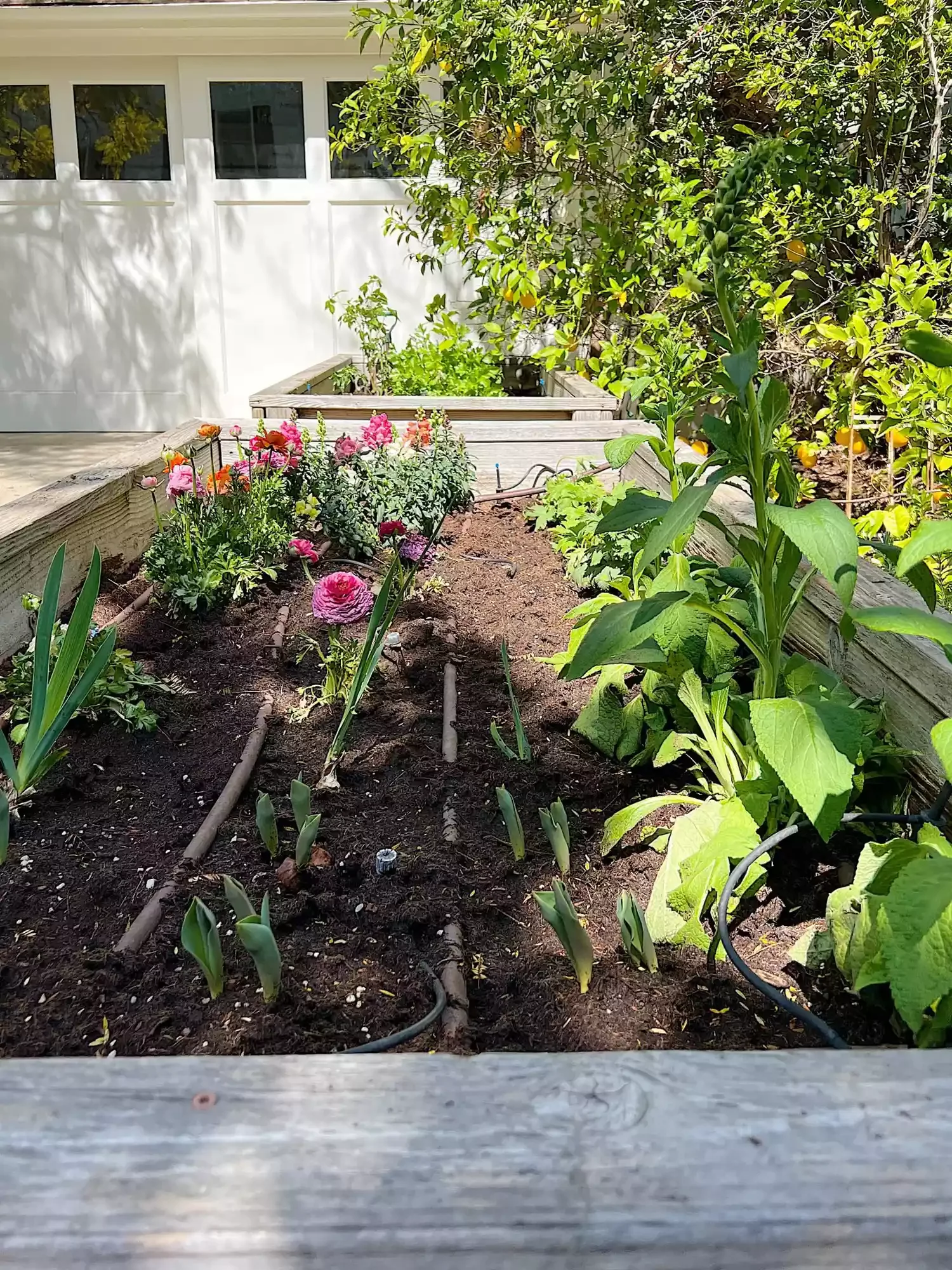 Plant a Cutting Garden
