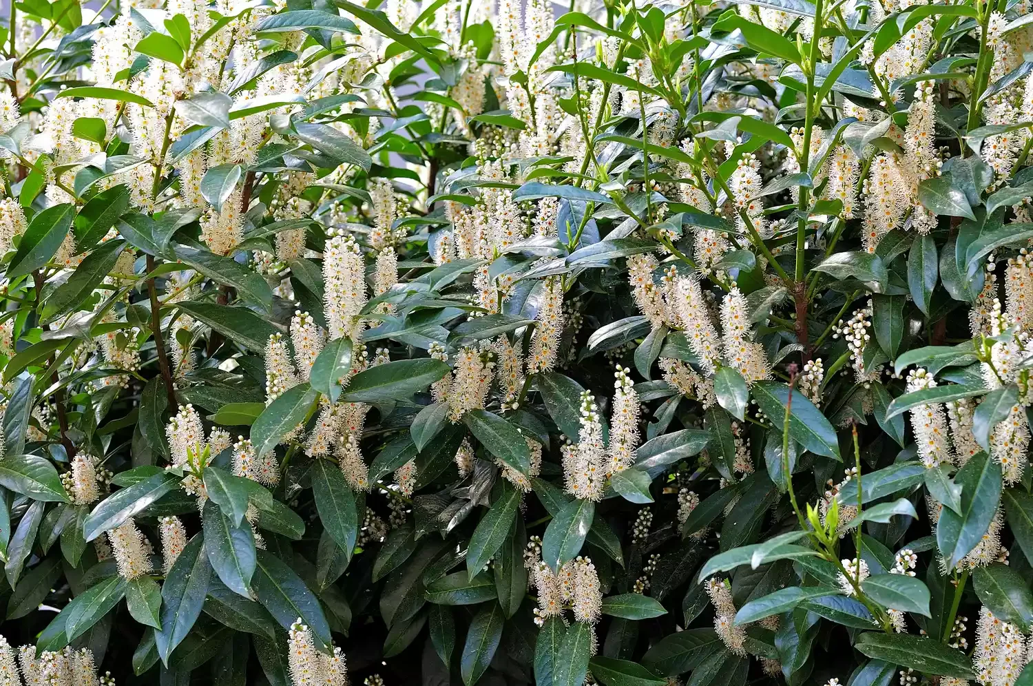Plant a Flowering Hedge