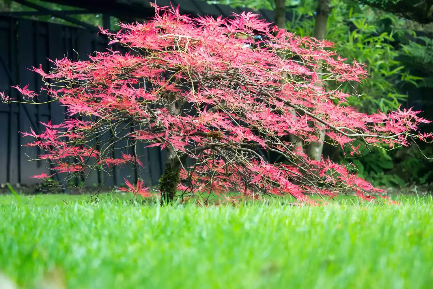 21 Tranquil Zen Garden Ideas That Will Transform Your Outdoor Space Plant a Japanese Maple Tree