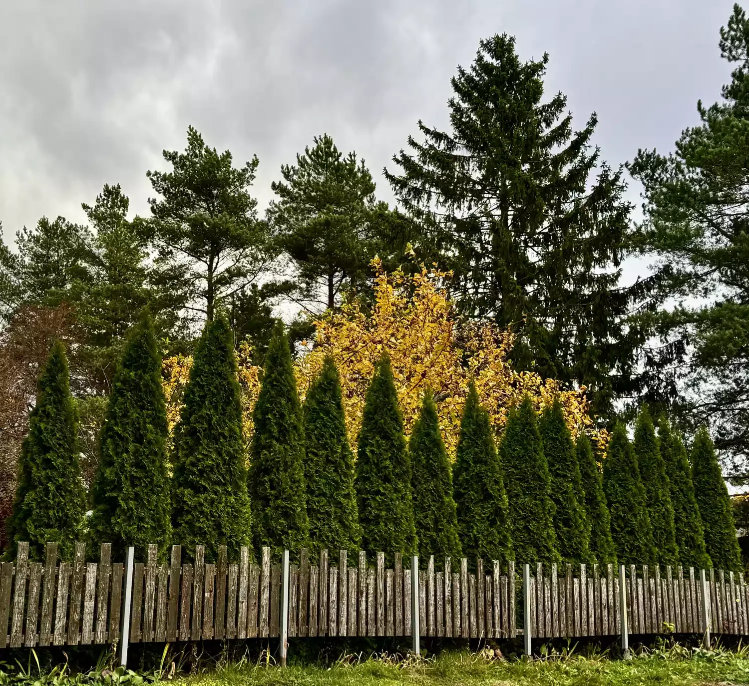 Plant an Aborvitae Wall to Accent Tall Trees