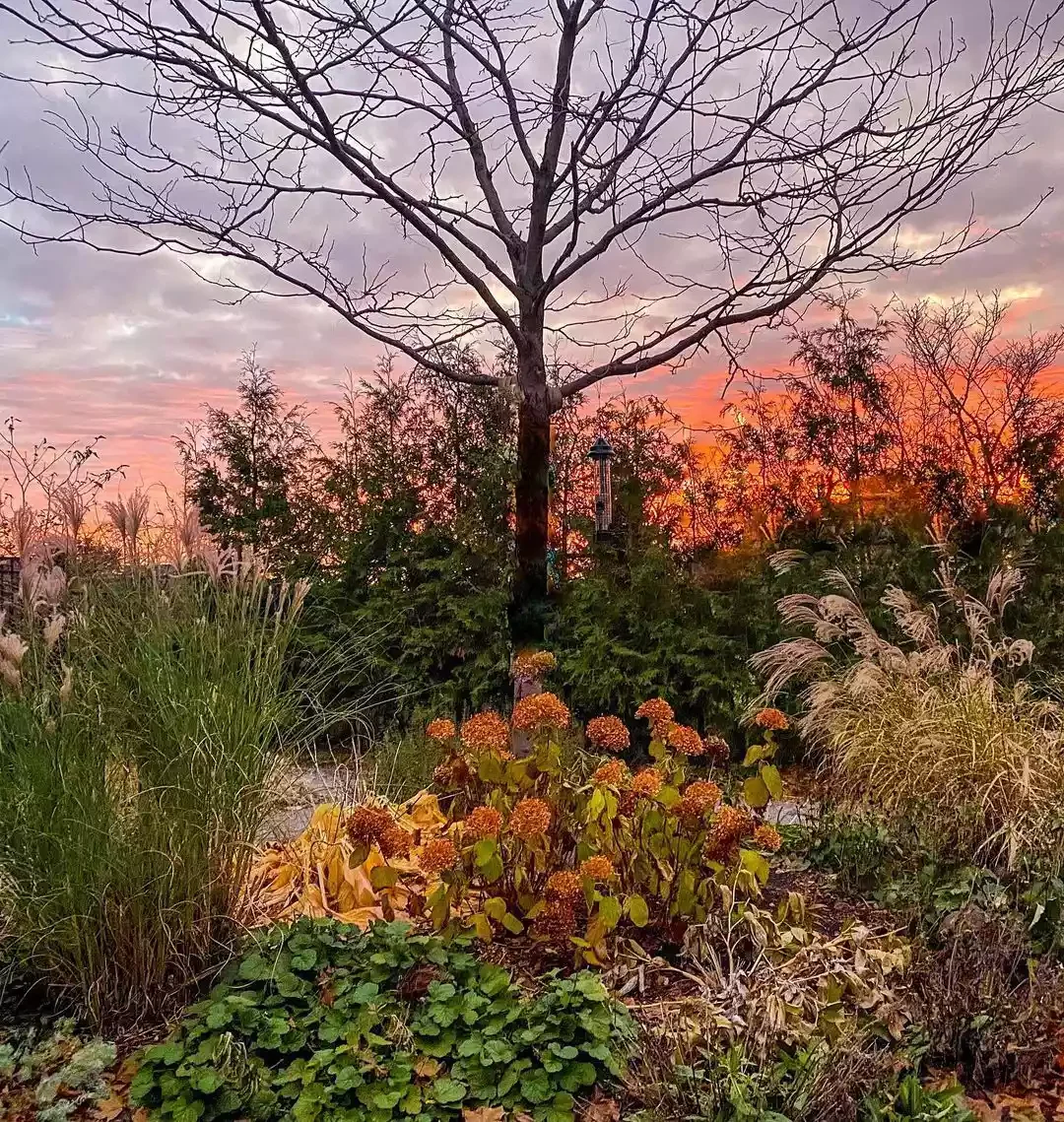 Plants in Complementary Colors
