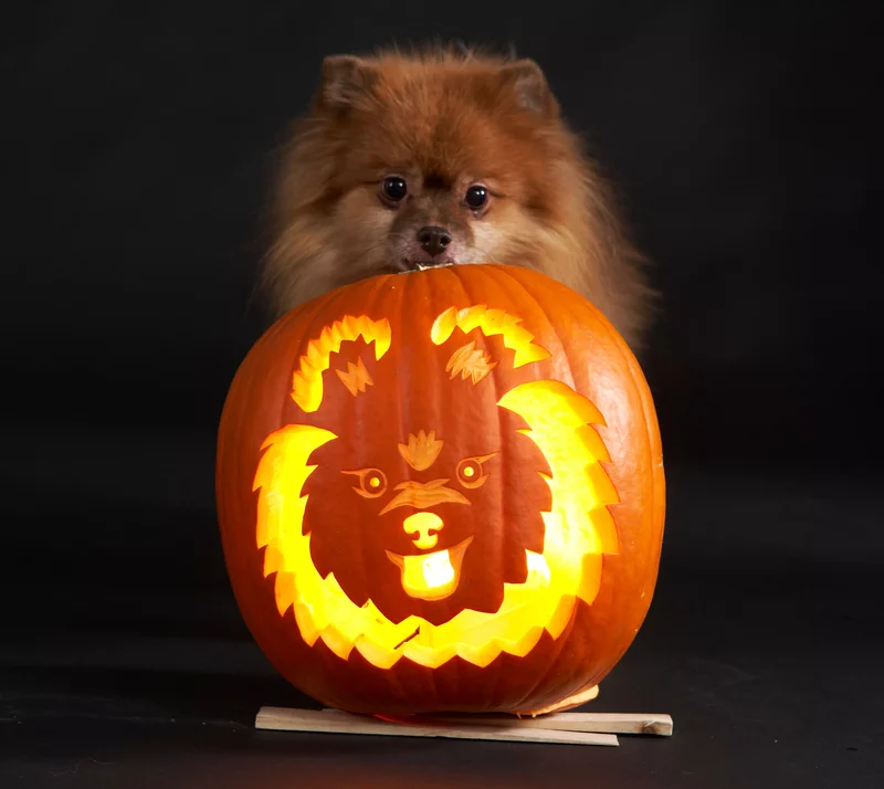 23 Canine Pumpkin Carving Templates That Are Free & Fun 21 Pomeranian Pumpkin