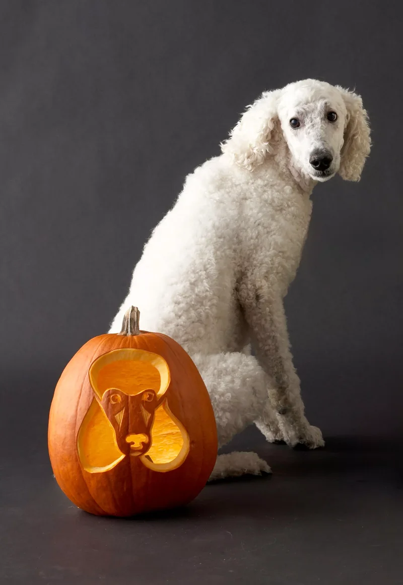 23 Canine Pumpkin Carving Templates That Are Free & Fun 14 Poodle Pumpkin