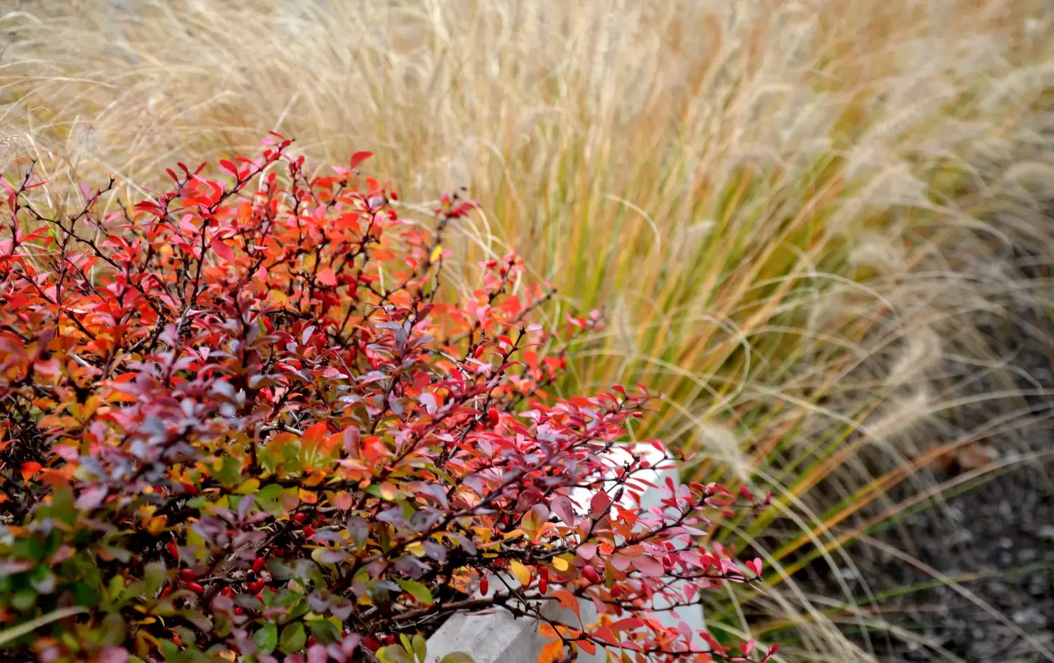 20 Stunning Fall Container Ideas to Transform Your Outdoor Space 20 Prairie Flowerbed With Wheat