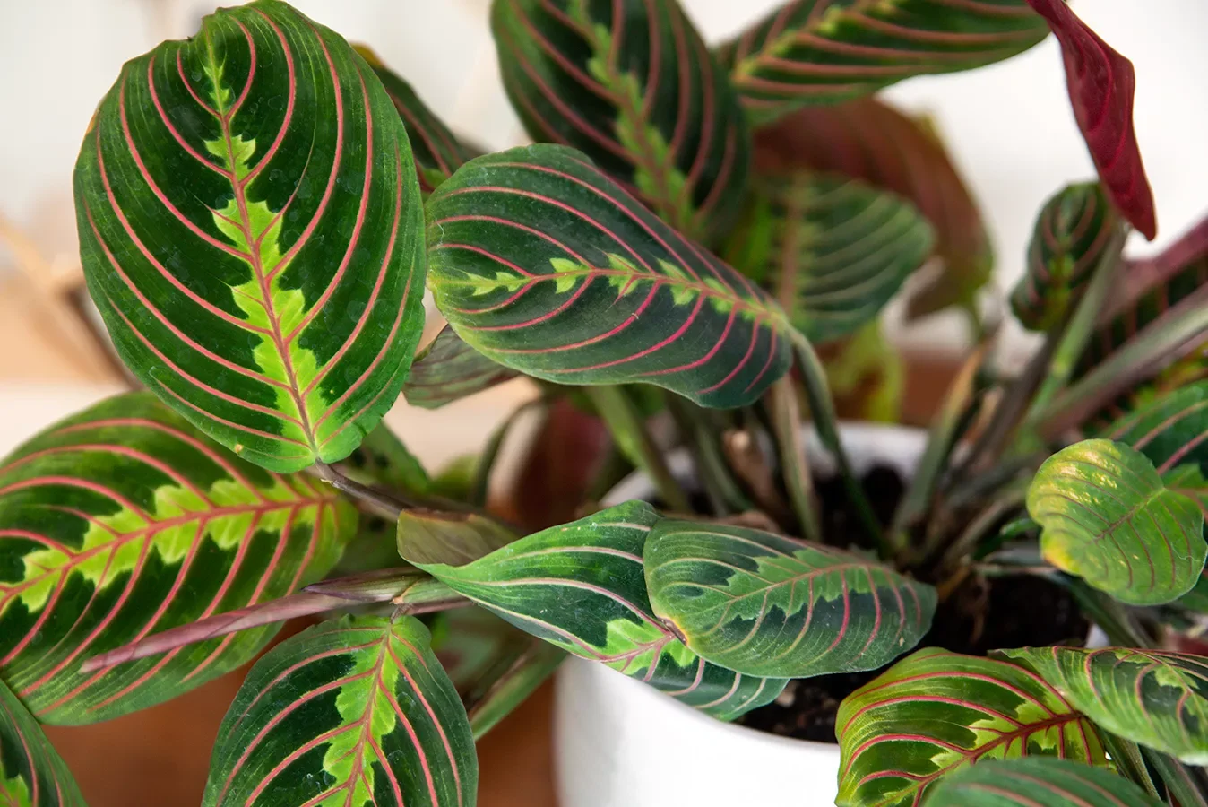 30 Beautiful Indoor Plants That Will Transform Your Home Into a Green Paradise 7 Prayer Plant