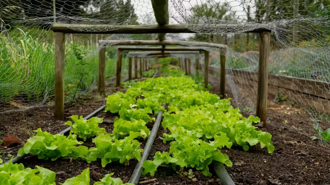 26 Vegetables Garden Ideas That Keep Your Home Stocked with Year-Round 25 Protect Your Crops with Removable Wire Cages