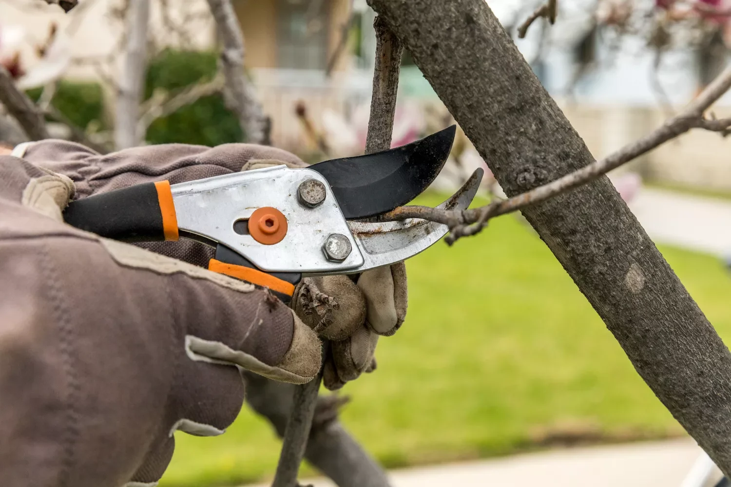 22 Cold-Season Garden Projects That Will Transform Your Outdoor Space This Winter 11 Prune Dormant Trees
