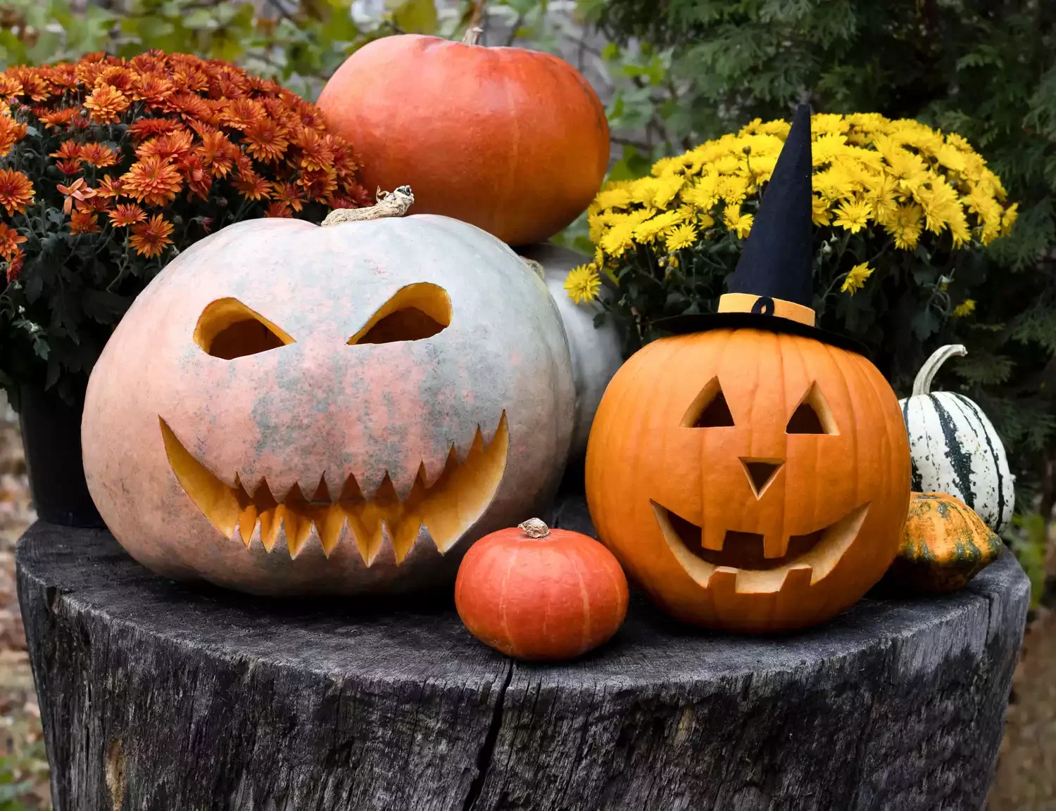 77 Creative Pumpkin Carving Ideas That'll Transform Your Fall Decorating Game 65 Pumpkin with Witch