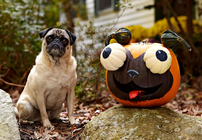 18 Fun Pumpkin-Carving Projects Perfect for Your Kids 7 Pup Pumpkin