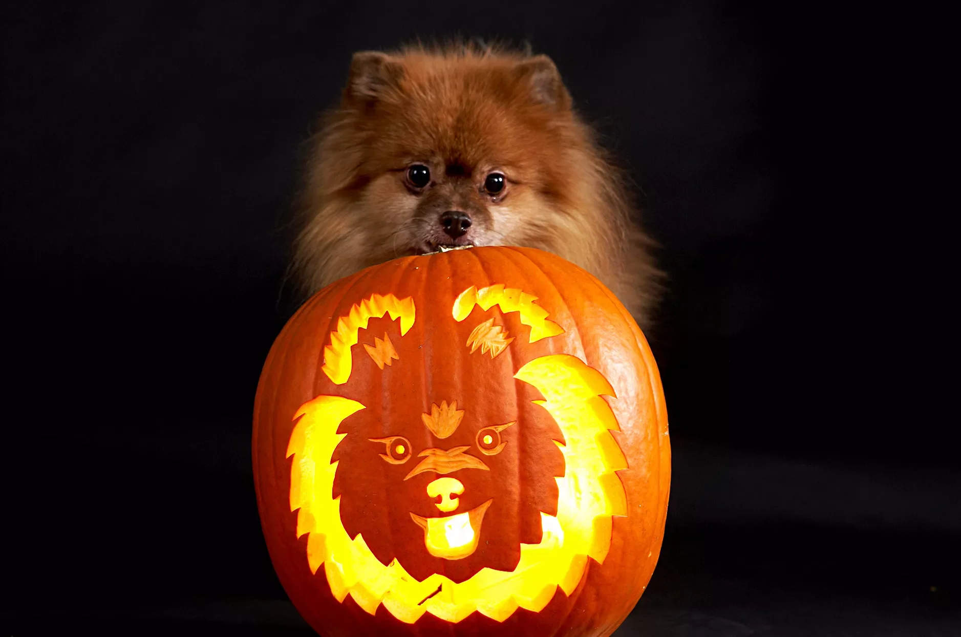 65 Free Pumpkin Carving Templates to Transform Your Porch 34 Puppy Pumpkin Carving Stencil