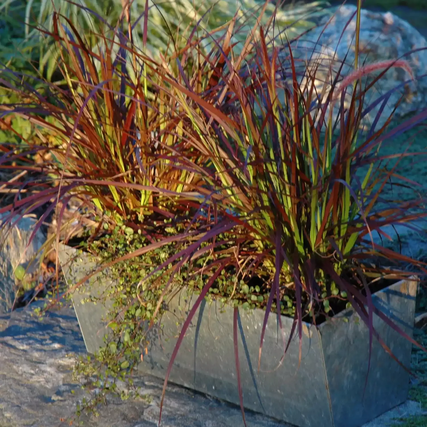 20 Stunning Fall Container Ideas to Transform Your Outdoor Space 9 Purple Fountain Grass With Wire Vine