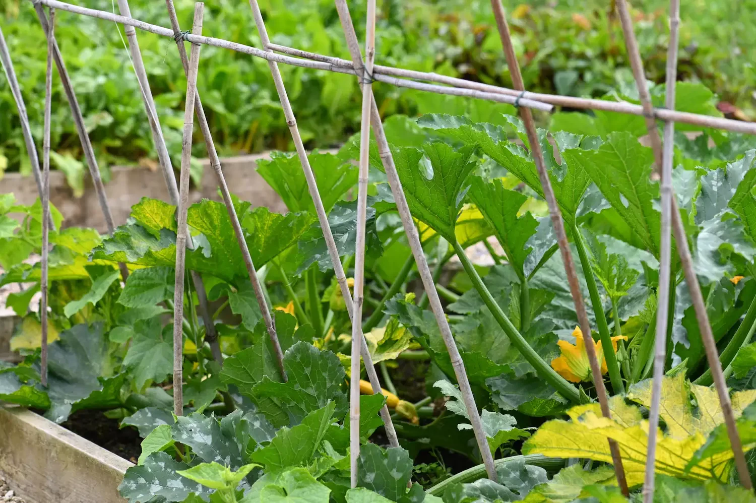 Raised Bed Arbor