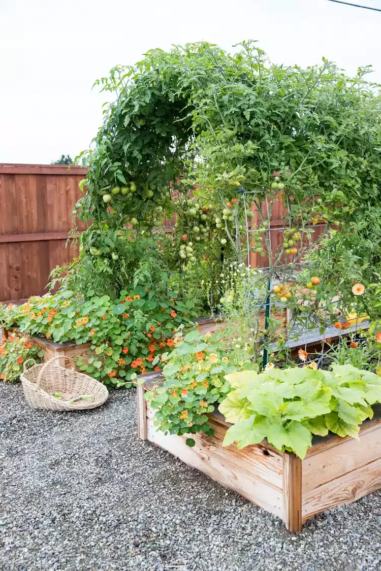 26 Creative DIY Backyard Shade Solutions on a Budget 18 Raised Bed Garden Arch Trellis
