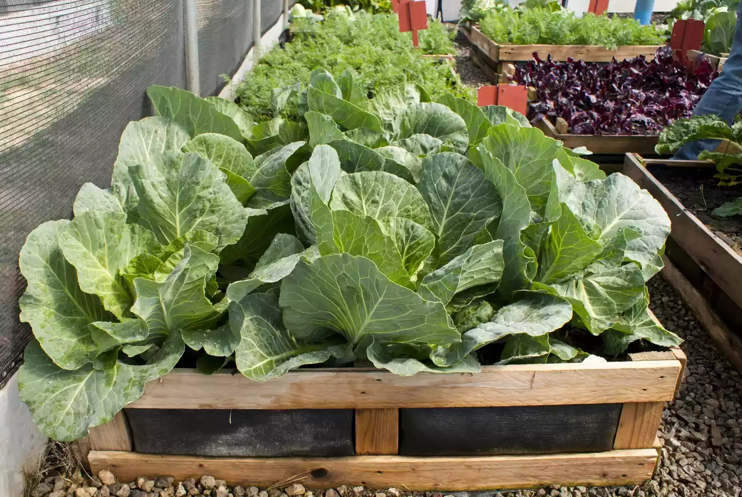 15 Creative Ways to Transform Wooden Pallets Into Stunning Garden Decor 13 Raised Bed