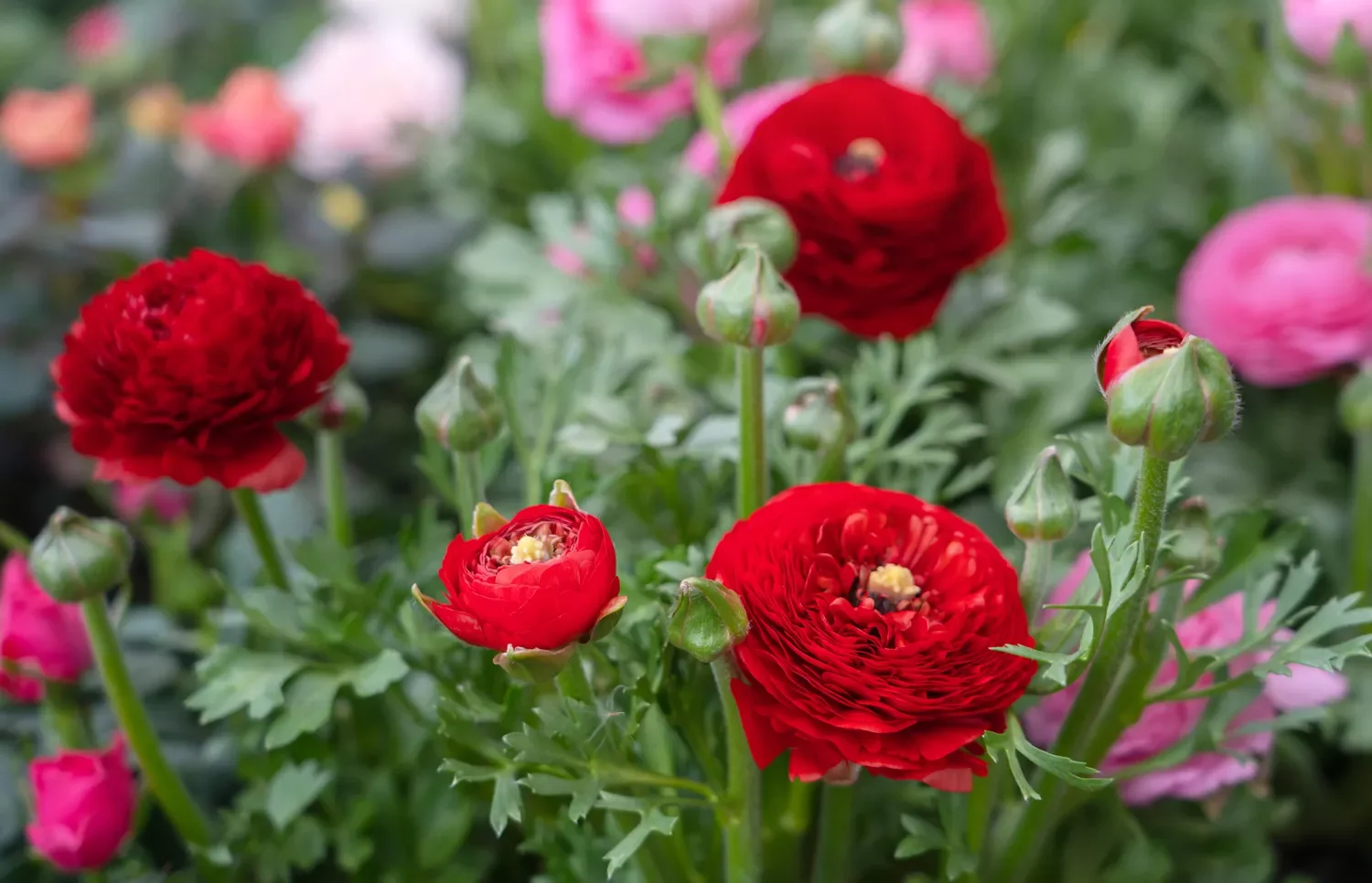 12 Spring Bulb Garden Ideas That Will Transform Your Outdoor Space This Year Ranunculus
